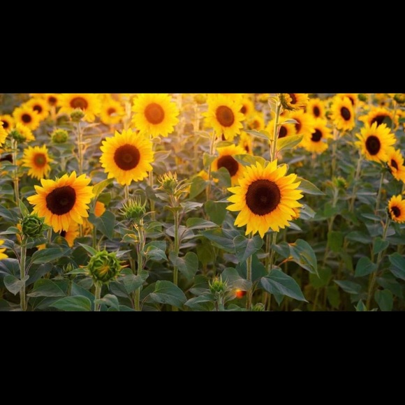 Meet your Posher, Kalea - Picture 1 of 1